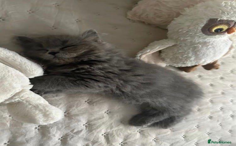 British Longhair cats - Advert 2