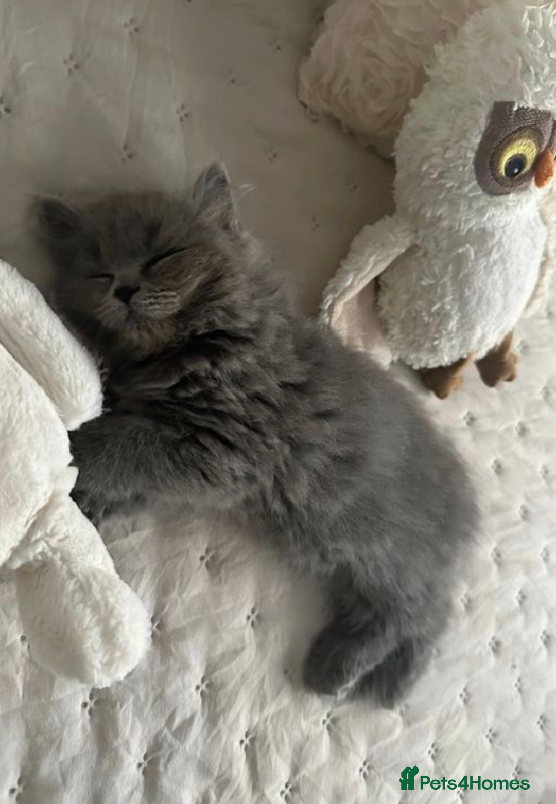 British Longhair cats for sale: genuine BLH kitten needs new home - Image 1