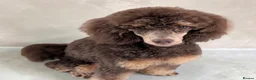 Toy Poodle dogs for sale: Chocolate toy poodles  - Advert 20