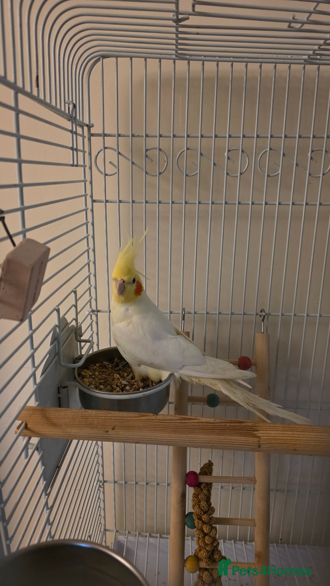 Cockatiels birds 7-8 month old Cockatiel male + full setup  - Advert 2