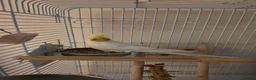 Cockatiels birds for sale: 7-8 month old Cockatiel male + full setup  in Peterborough - Advert 1