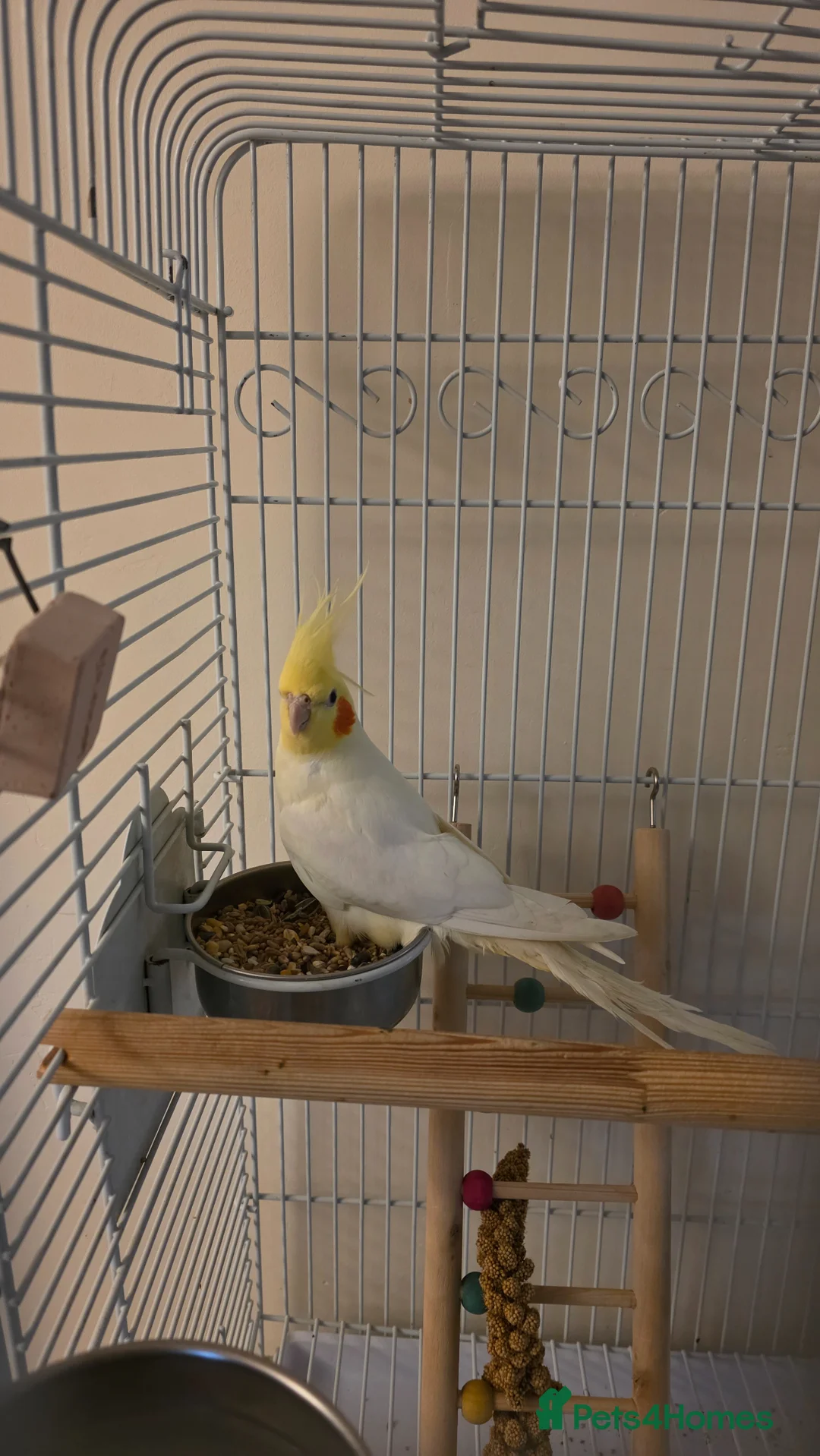 Cockatiels birds for sale: 7-8 month old Cockatiel male + full setup  in Peterborough - Advert 1