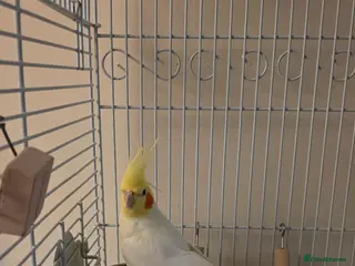Cockatiels birds 7-8 month old Cockatiel male + full setup - Advert 2