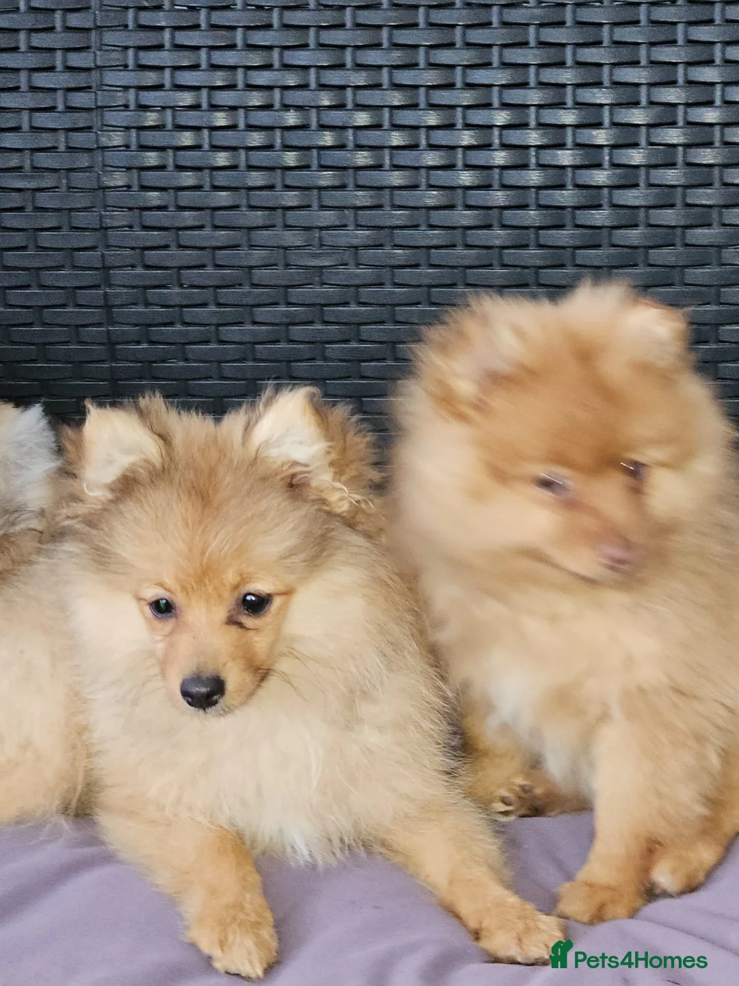 Pomeranian dogs for sale: 2 LEFT!! Purebred Cute fluffy Pomeranian Puppies! in Croydon - Advert 2