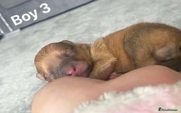 Pomeranian dogs for sale: Pomeranian pups available  - Image 3