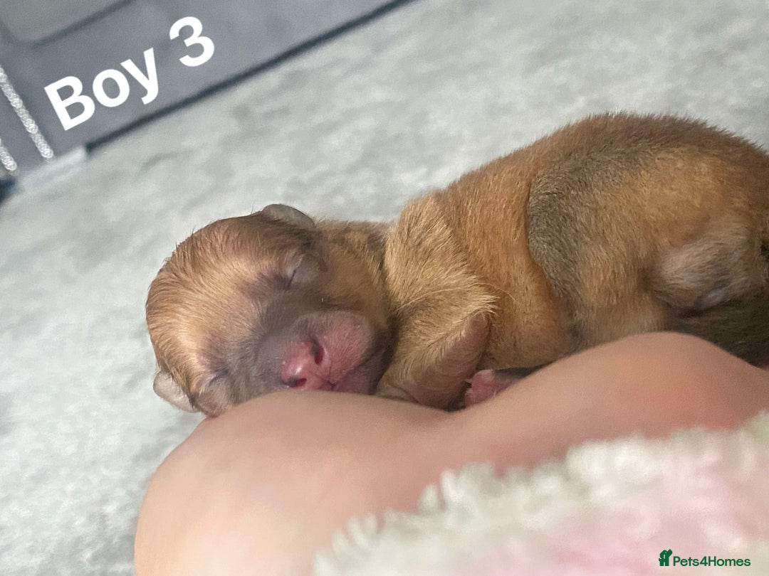 Pomeranian dogs for sale: Pomeranian pups available  - Image 3