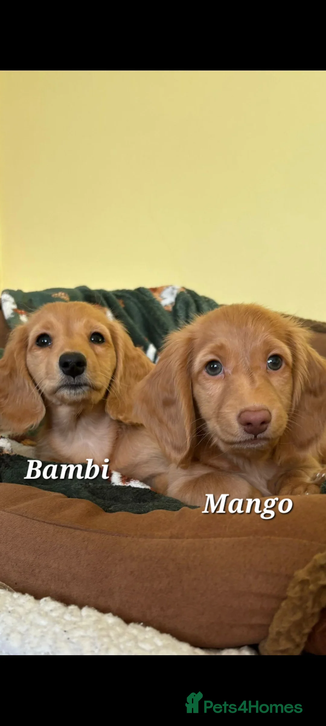 Dachshund dogs for sale: Long Haired KC Miniature Dachshund(LAST BOY) - Advert 21