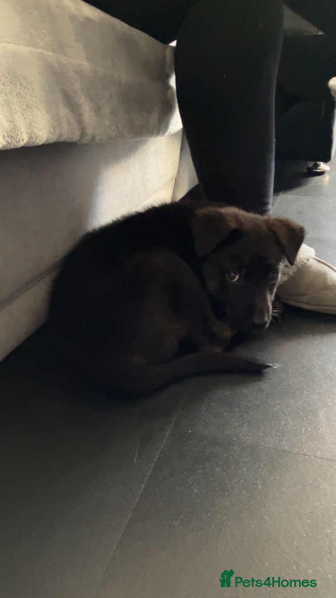 German Shepherd dogs for sale: German shepherd cross Belgian malinois  - Advert 1