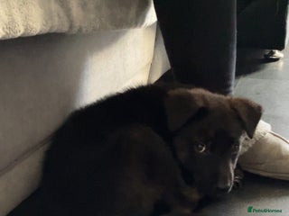 German Shepherd dogs German shepherd cross Belgian malinois - Advert 1