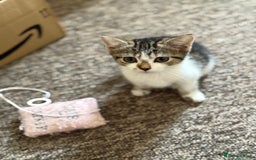Mixed Breed cats for sale: Beautiful kittens ready for new home  - Image 3
