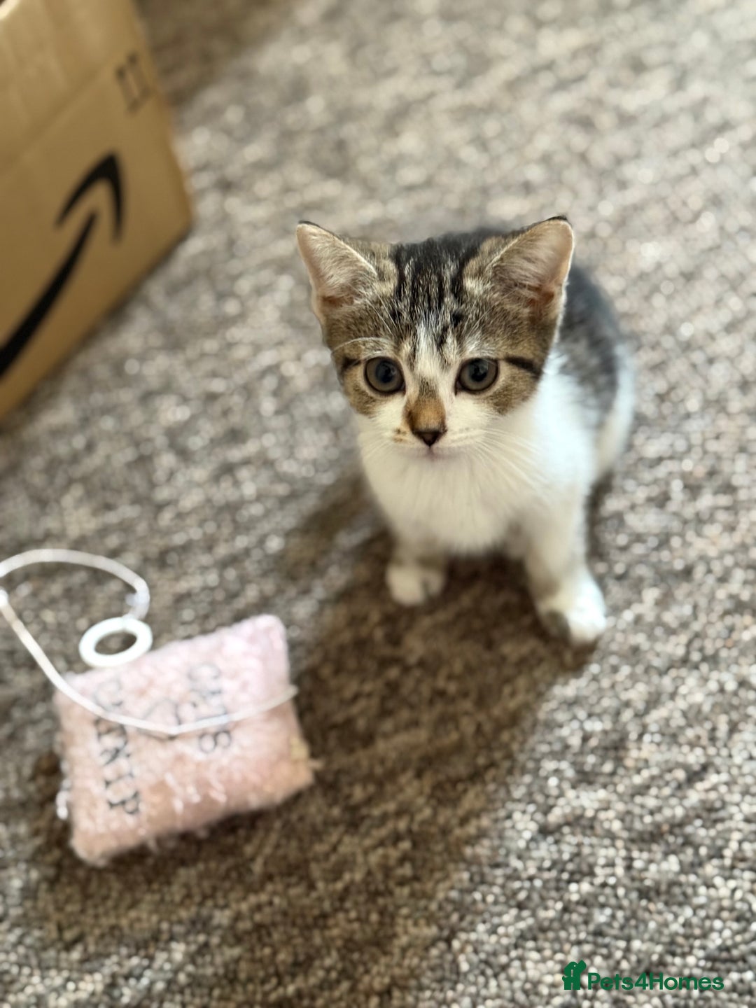 Mixed Breed cats for sale: Beautiful kittens ready for new home  - Image 3