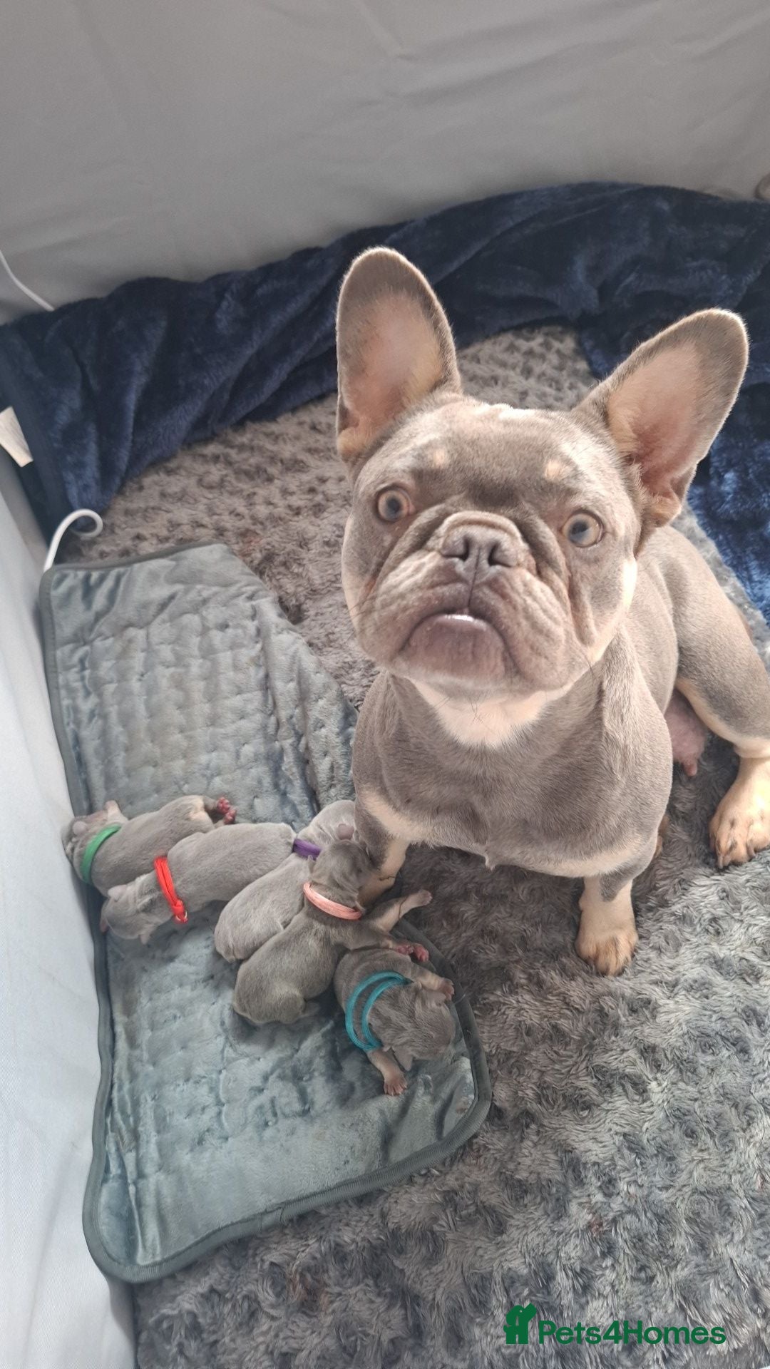 French Bulldog dogs Lilac & Tan Fenchies - Advert 4