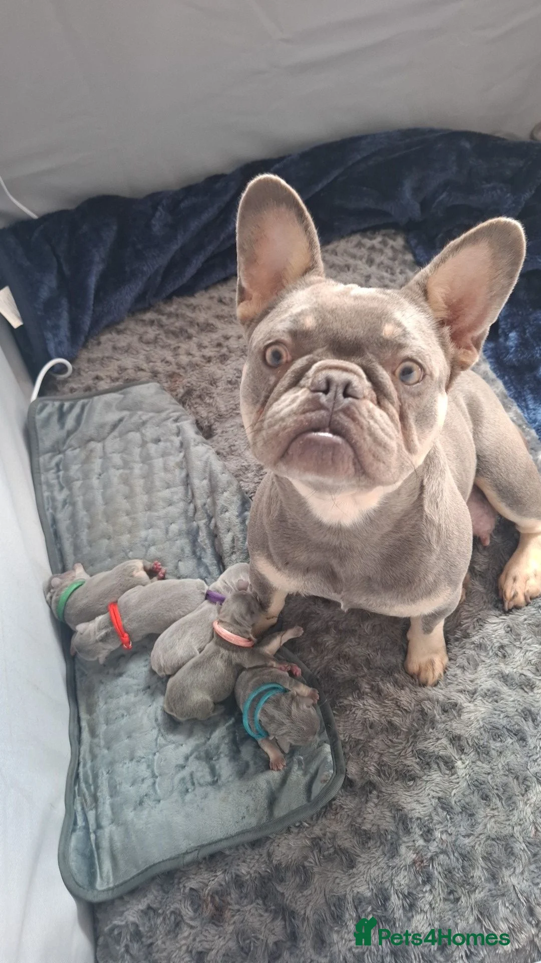 French Bulldog dogs for sale: Lilac & Tan Fenchies in Dudley - Advert 1