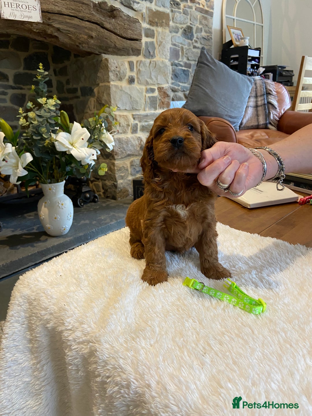 Irish Doodle dogs for sale: Stunning litter of mini Irish Doodles - Image 2