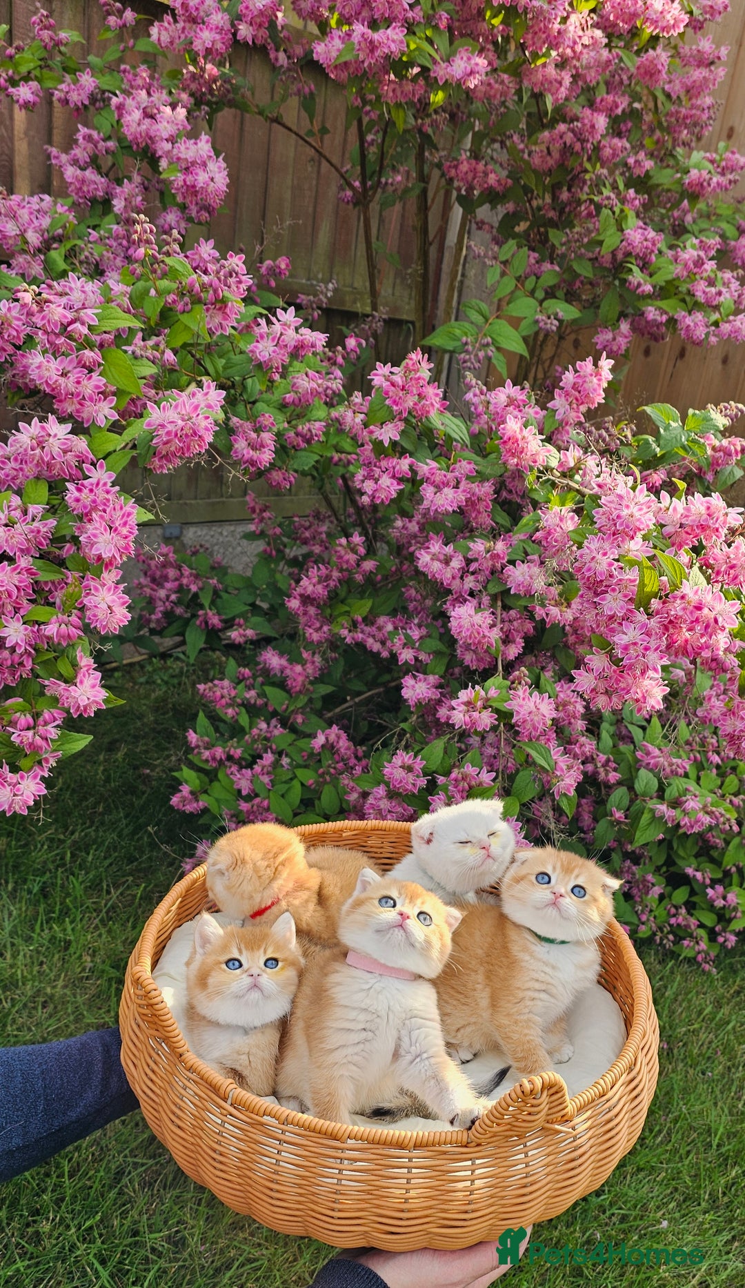 Scottish Fold cats for sale: READY NOW - TICA - SCOTTISH FOLD and STRAIGHT. - Image 12