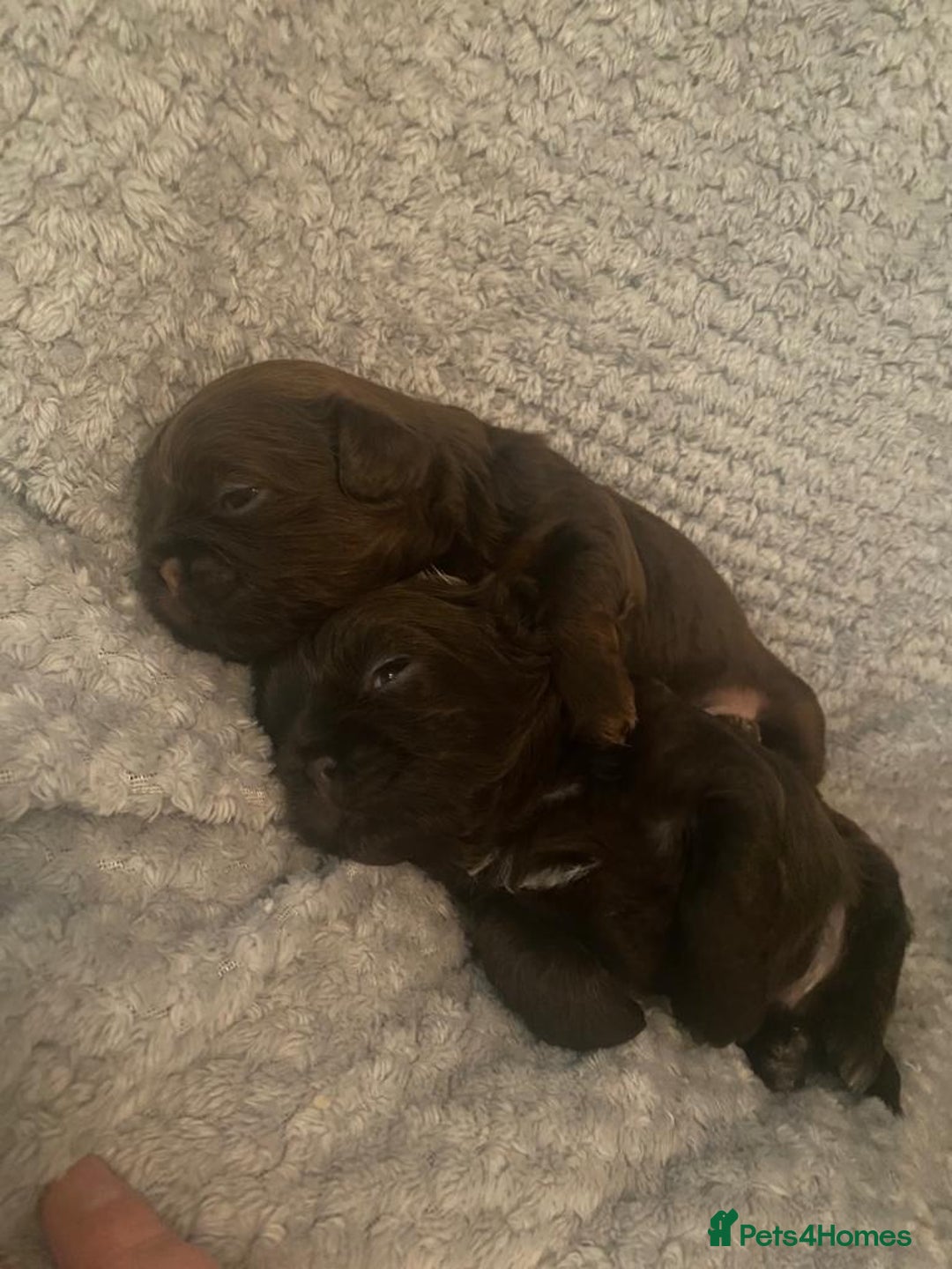 Shih Tzu dogs for sale: KC Imperial Shih Tzu puppies  - Advert 12