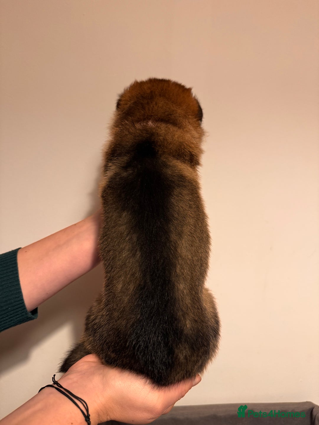 German Shepherd dogs for sale: KC German Shepherd Working line puppies 🐶  - Image 6