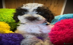 Labradoodle dogs for sale: Therapy breeder 5th gen miniature F1bbbb - Image 13