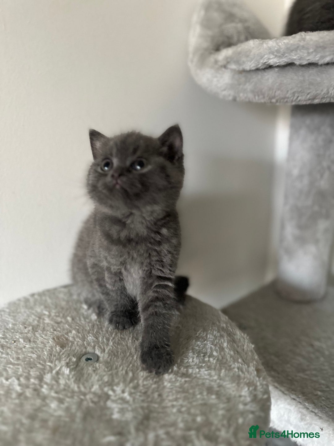 British Shorthair cats for sale: Last 2Stunning British Shorthair Kittens  - Advert 5