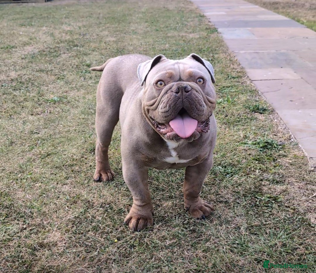 English Bulldog dogs 2 year old Male - Advert 7