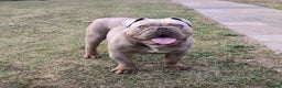 English Bulldog dogs for sale: 2 year old Male - Advert 1