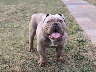 English Bulldog dogs 2 year old Male - Advert 1