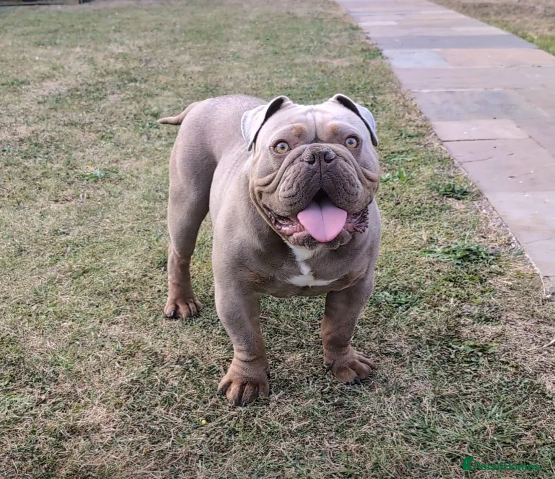 English Bulldog dogs for sale: 2 year old Male - Advert 1