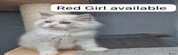 Ragdoll cats for sale: Blue BiColour Luxury Girls- READY to GP - Advert 12