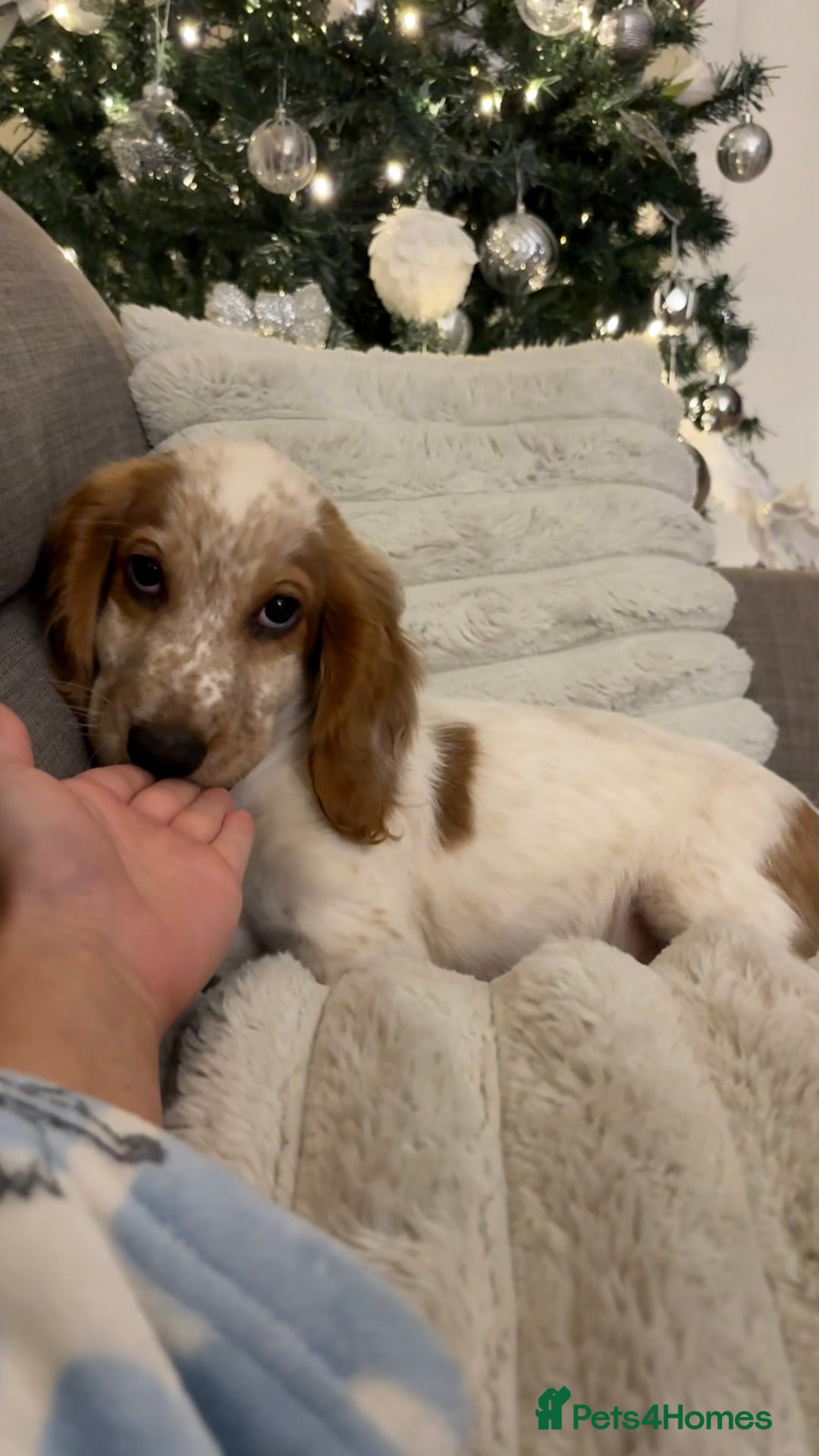 Cocker Spaniel dogs for sale: Winny - Advert 9