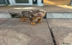 American Bully dogs for sale: 🚨🚨 chocolate tri merls 🚨🚨 - Image 6