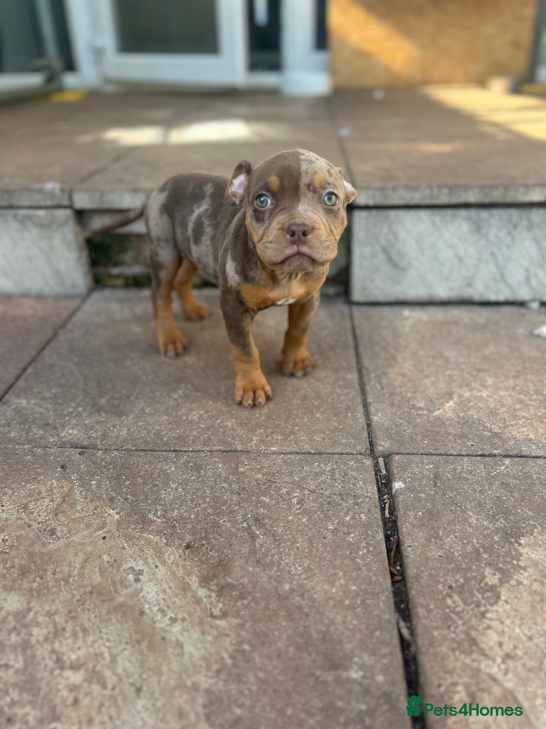 American Bully dogs for sale: 🚨🚨 chocolate tri merls 🚨🚨 - Image 6