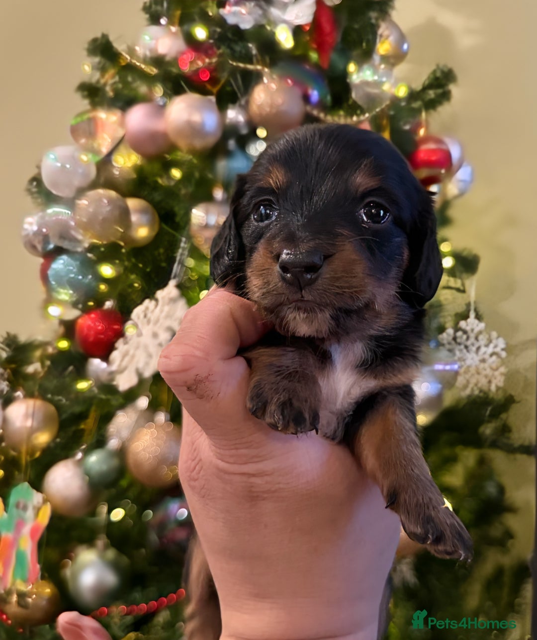 Miniature Dachshund dogs for sale: ⚜️Charming Little Puppies ⚜️ - Advert 4