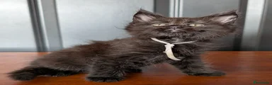 Maine Coon 5 (white collar)
