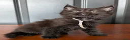 Maine Coon cats for sale: Pure Blood Maine Coons  - Advert 5