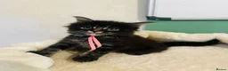 Maine Coon cats for sale: Stunning pedigree Maine coon kittens TICA - Advert 8