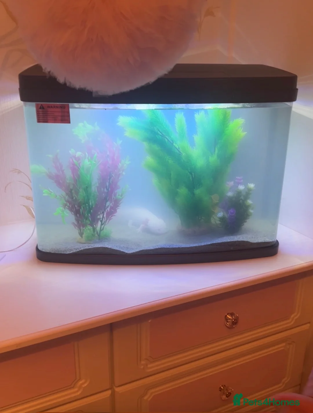 Axolotl reptiles for sale: Adult female Axolotl for sale with full set up  - Advert 4