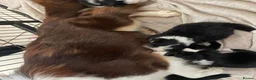 Border Collie dogs for sale: Gorgeous Seal & Black&White Border Collie Puppies  - Advert 4