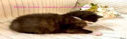 Siberian cats for sale: Pedigree Siberian kittens  in Droitwich - Advert 6
