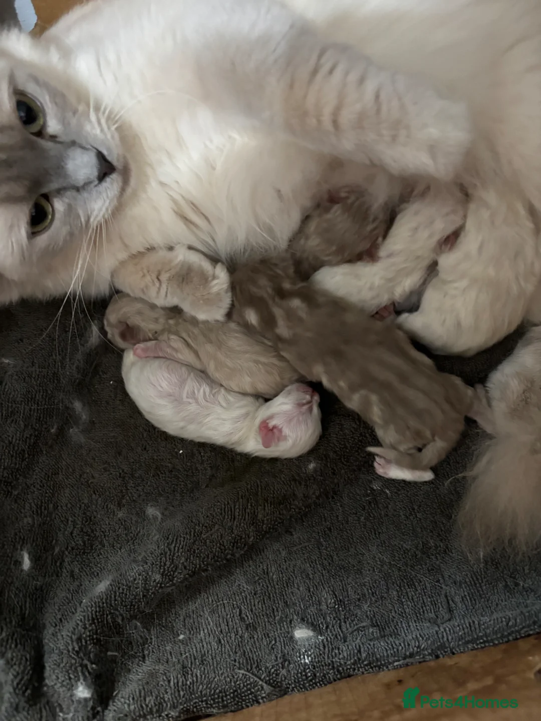 Ragdoll cats for sale: Beautiful ragdoll kittens  - Advert 2