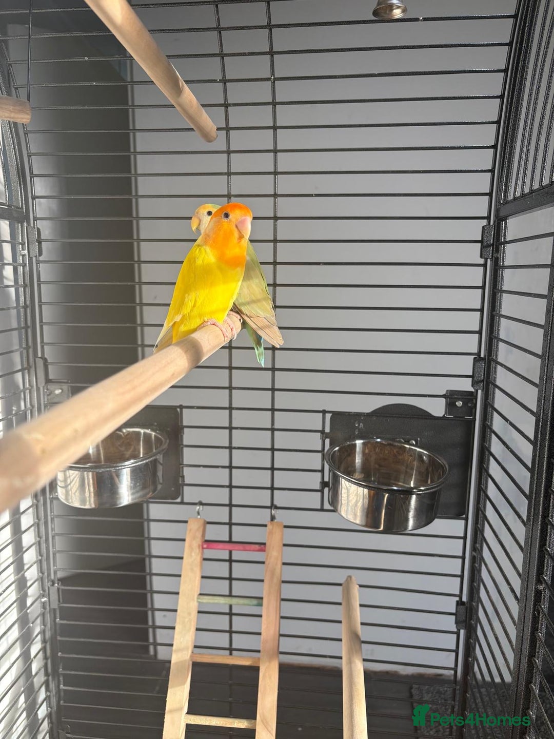 Lovebirds birds for sale: Love birds - Advert 7