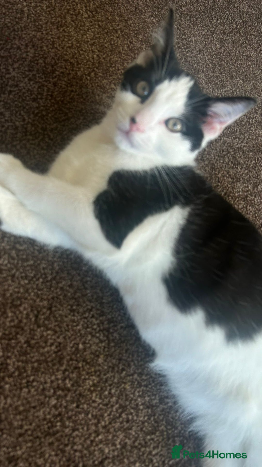Mixed Breed cats for sale: Sonbul - Image 2