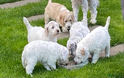 Cockapoo dogs for sale: Beautiful cockapoo puppy’s  - Image 31