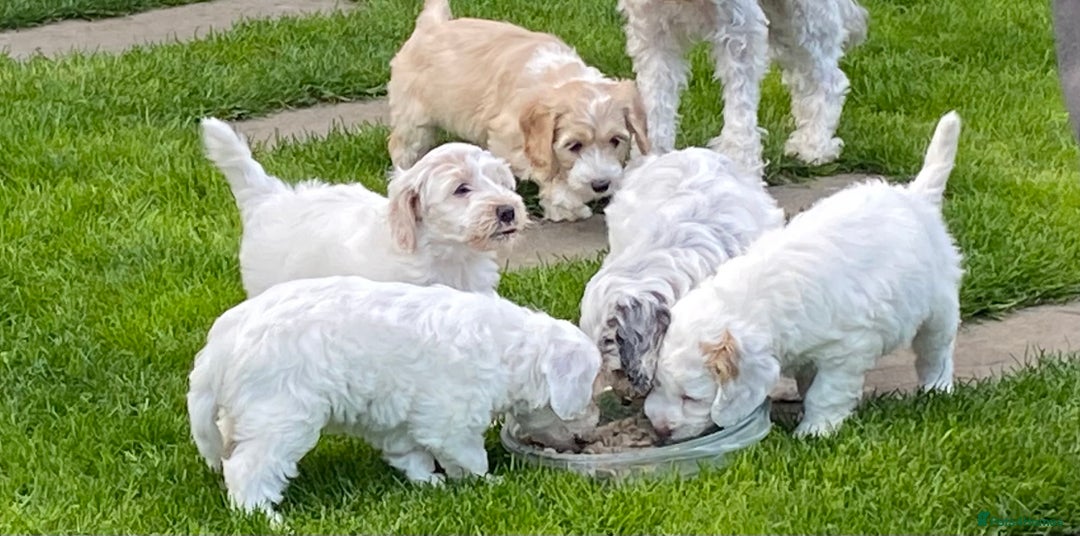 Cockapoo dogs for sale: Beautiful cockapoo puppy’s  - Image 31