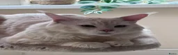 Maine Coon cats for sale: Gorgeous Pedigree Maine Coon Kittens for Sale - Advert 2