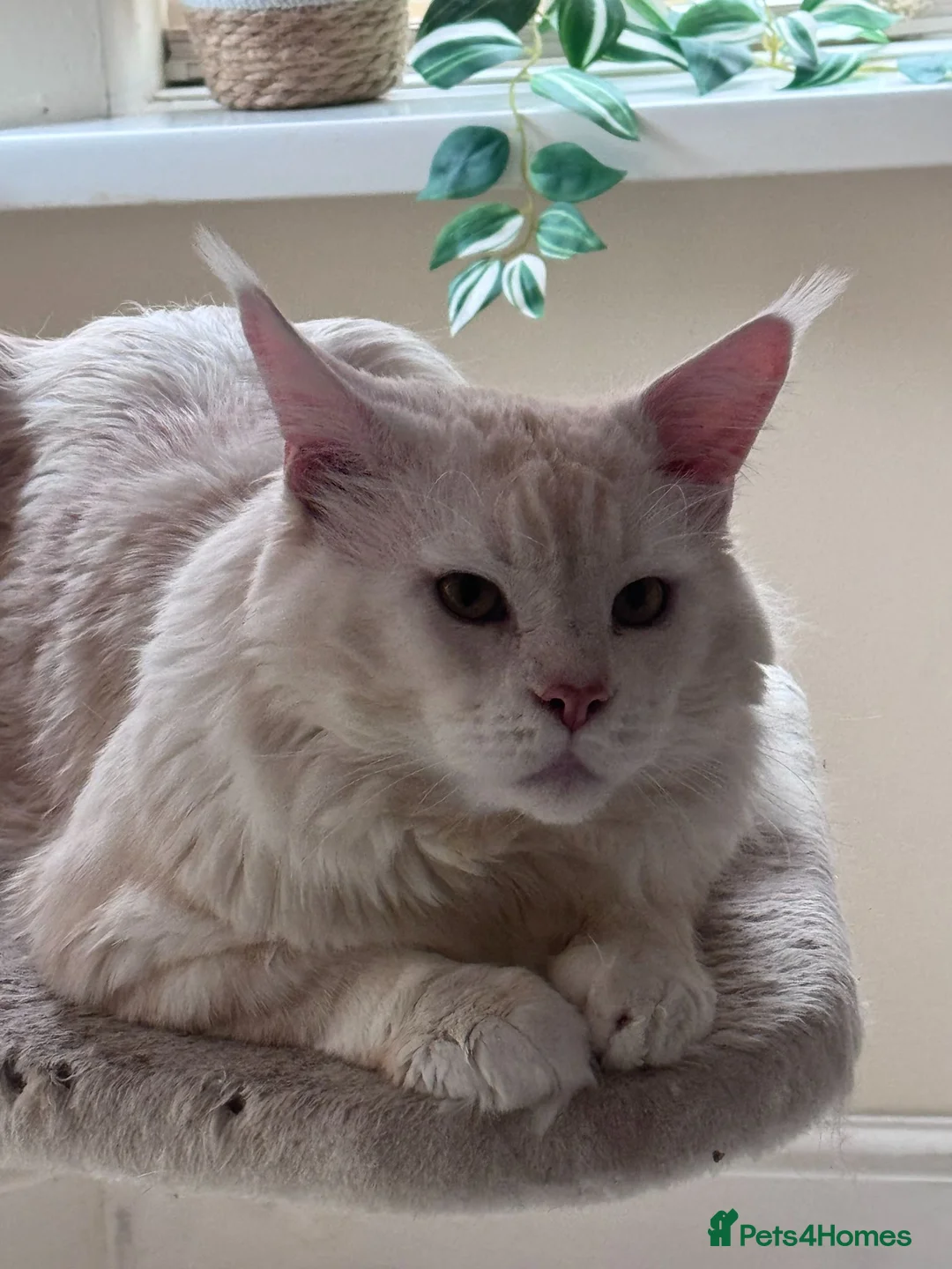 Maine Coon cats for sale: Gorgeous Pedigree Maine Coon Kittens for Sale - Advert 2