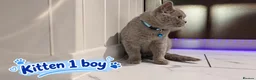 British Shorthair cats for sale: 🐾 Beautiful British Blue Kittens Available! 🐾💙 - Advert 18