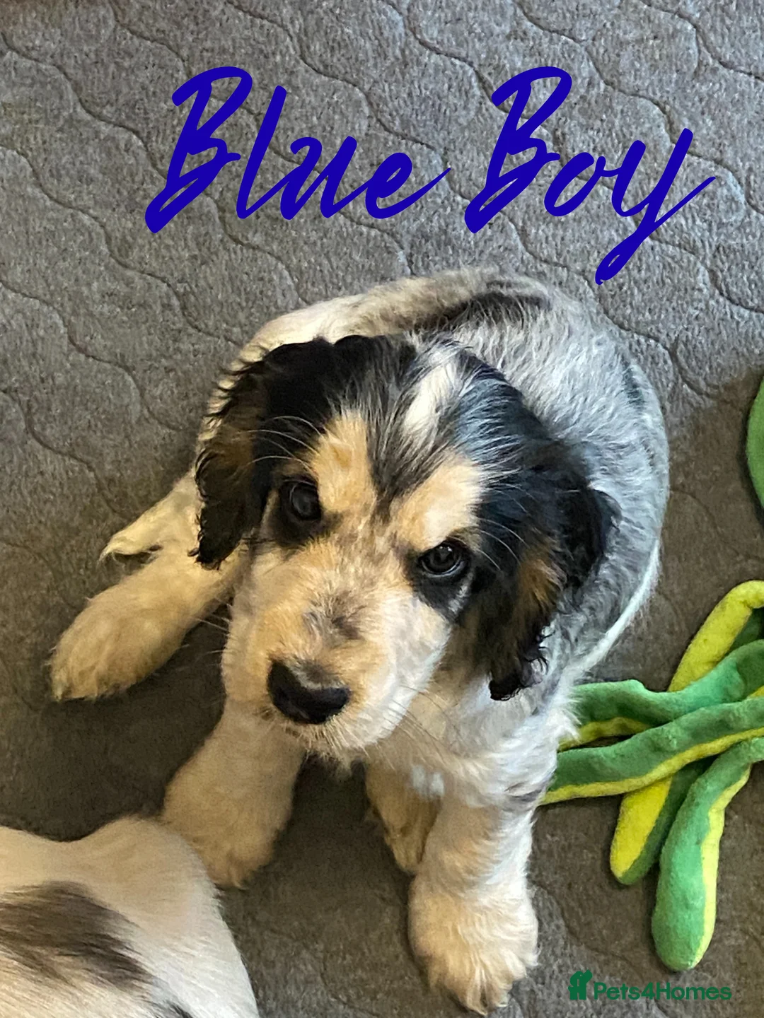 Cocker Spaniel dogs for sale: Stunning Litter of Show Cocker Spaniels  - Advert 33