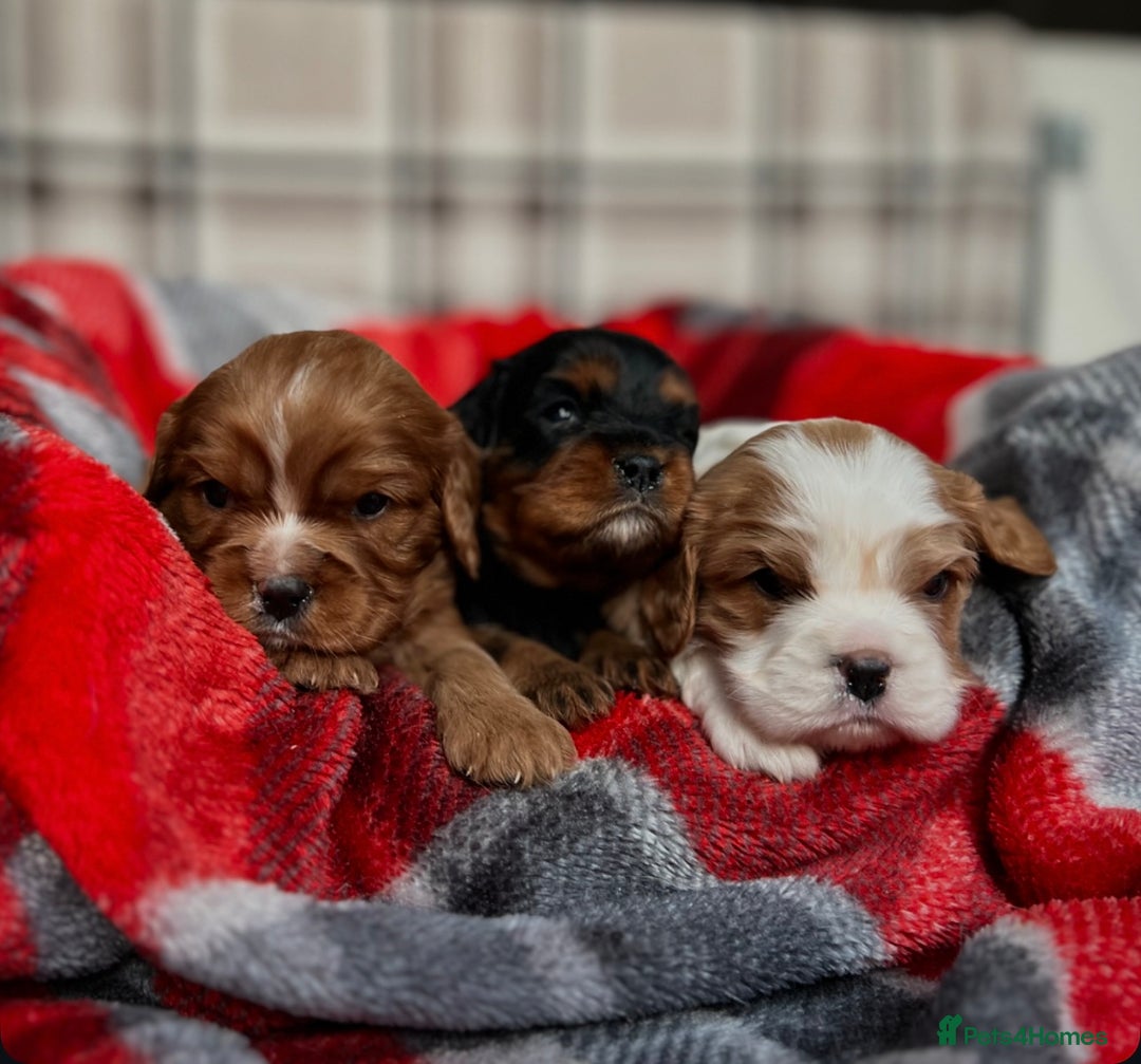 Cavalier King Charles Spaniel dogs for sale: STUNNING CAVALIER KING CHARLES PUPPIES  - Advert 4