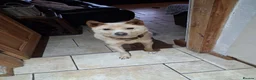 Japanese Shiba Inu dogs for adoption: Jimmy 6 year old Shiba mix jindo   - Advert 2