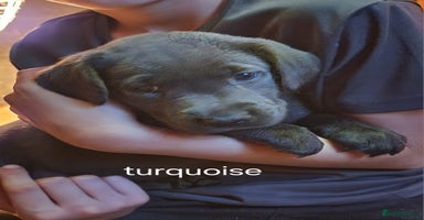 Labrador Retriever dogs - Advert 2